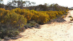 Acacia wilhelmiana