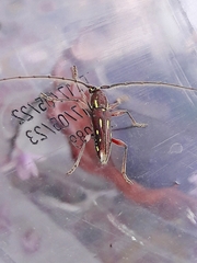 Ambonus distinctus