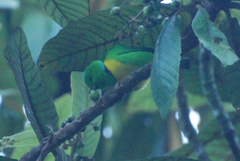 Chlorophonia occipitalis
