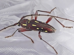 Ambonus distinctus