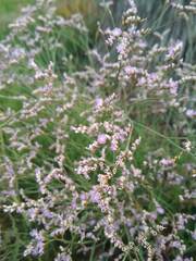 Limonium narbonense