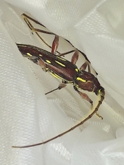 Ambonus distinctus