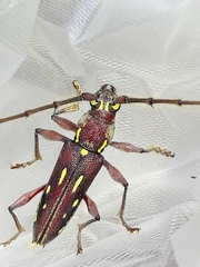 Ambonus distinctus