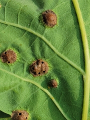 Callirhytis quercusfutilis