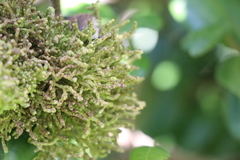 Eriophyes paratrophis