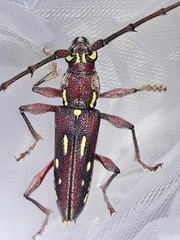 Ambonus distinctus