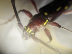 Ambonus distinctus
