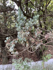 Juniperus communis