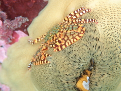 Allopetrolisthes spinifrons