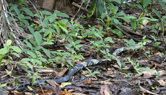Spilotes pullatus