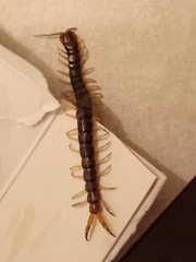 Hemiscolopendra marginata