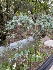 Juniperus communis