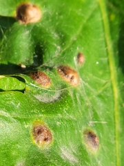 Callirhytis quercusfutilis