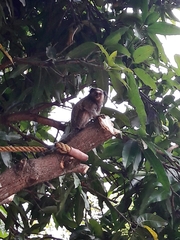 Callithrix penicillata