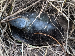 Emydoidea blandingii