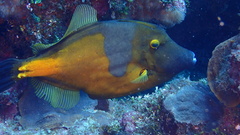 Cantherhines macrocerus