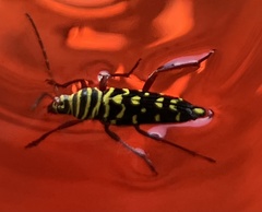 Placosternus difficilis