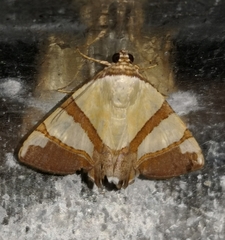 Eulepidotis julianata