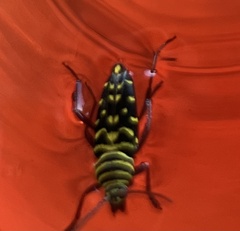 Placosternus difficilis