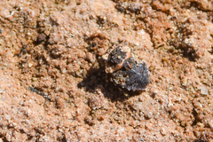 Gelastocoris oculatus