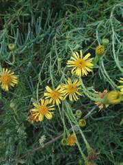 Limbarda crithmoides