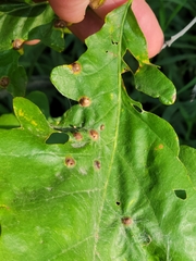 Callirhytis quercusfutilis