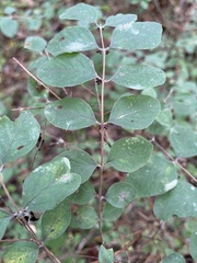 Symphoricarpos orbiculatus