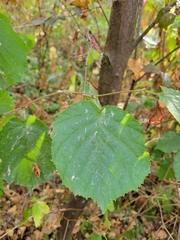 Corylus avellana