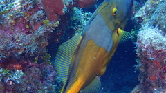 Cantherhines macrocerus