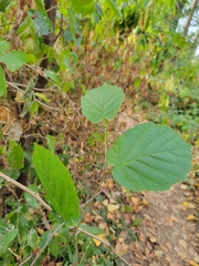 Corylus avellana
