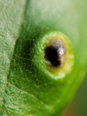 Callirhytis quercusfutilis