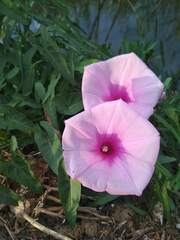 Ipomoea sagittata