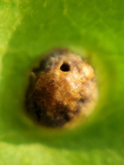 Callirhytis quercusfutilis