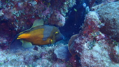 Cantherhines macrocerus