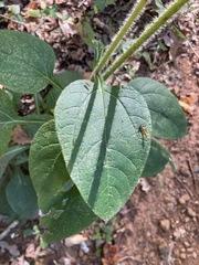 Helianthus atrorubens