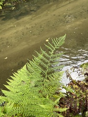 Athyrium