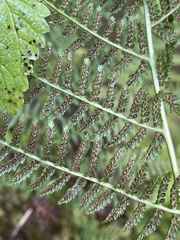 Athyrium