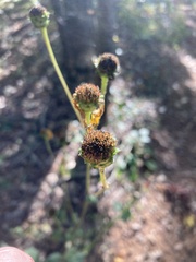 Helianthus atrorubens