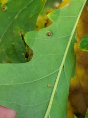 Callirhytis quercusfutilis