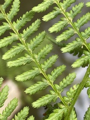 Athyrium