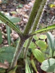 Helianthus atrorubens