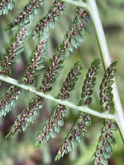 Athyrium