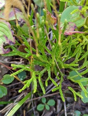 Diphasiastrum complanatum