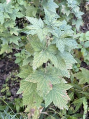 Ribes americanum