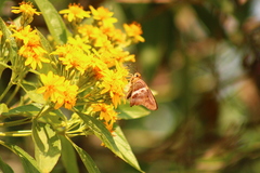 Aguna asander asander