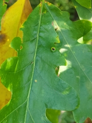 Callirhytis quercusfutilis