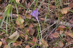 Crocus serotinus