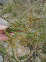 Cyperus mutisii
