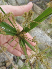 Cyperus mutisii