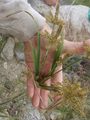 Cyperus mutisii